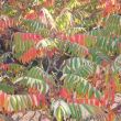Rhus glabra zorgt voor spetterende herfstkleuren