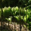 Licht en donker in de Botanische Tuinen van Utrecht