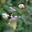 Thalictrum, de bloemen lijken te zweven